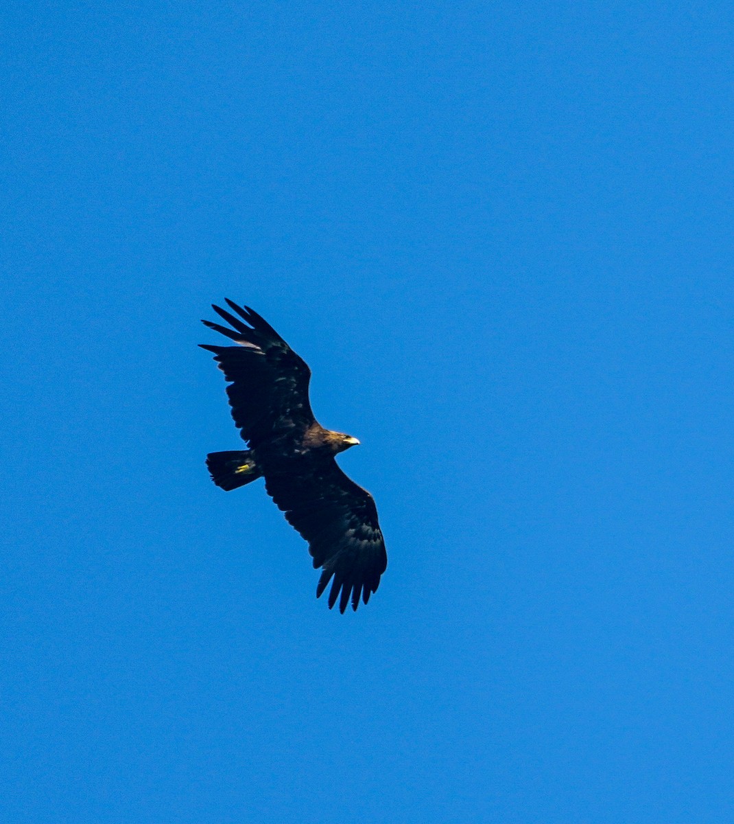 Greater Spotted Eagle - ML645324001