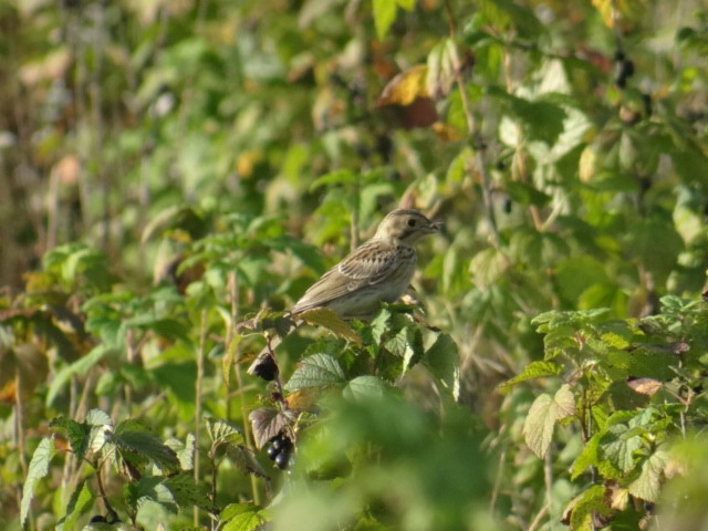 Strillozzo - ML645324013