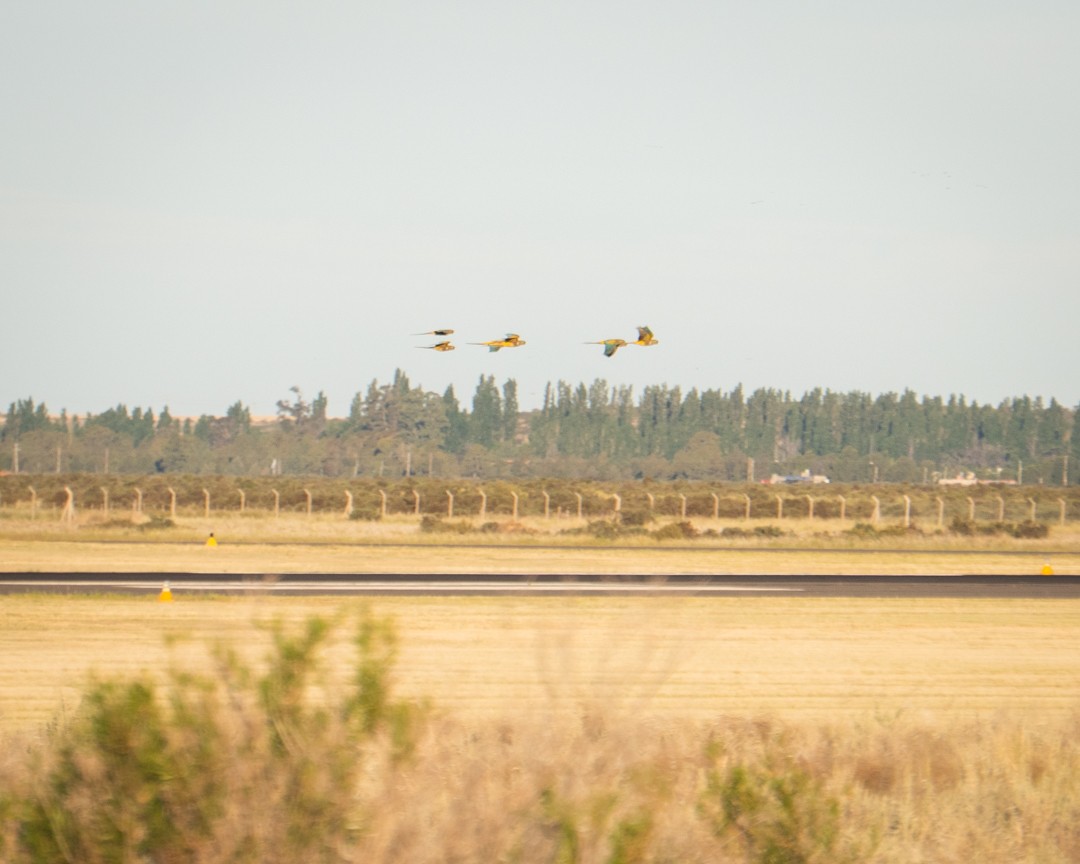 Burrowing Parakeet - ML645324027