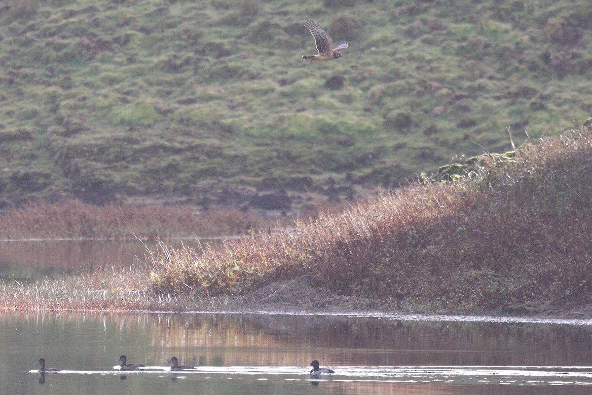 Northern Harrier - ML645324028