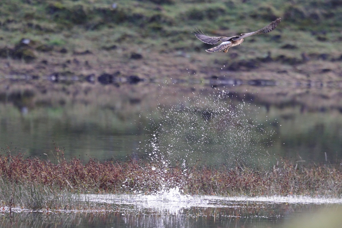 American Coot - ML645324049