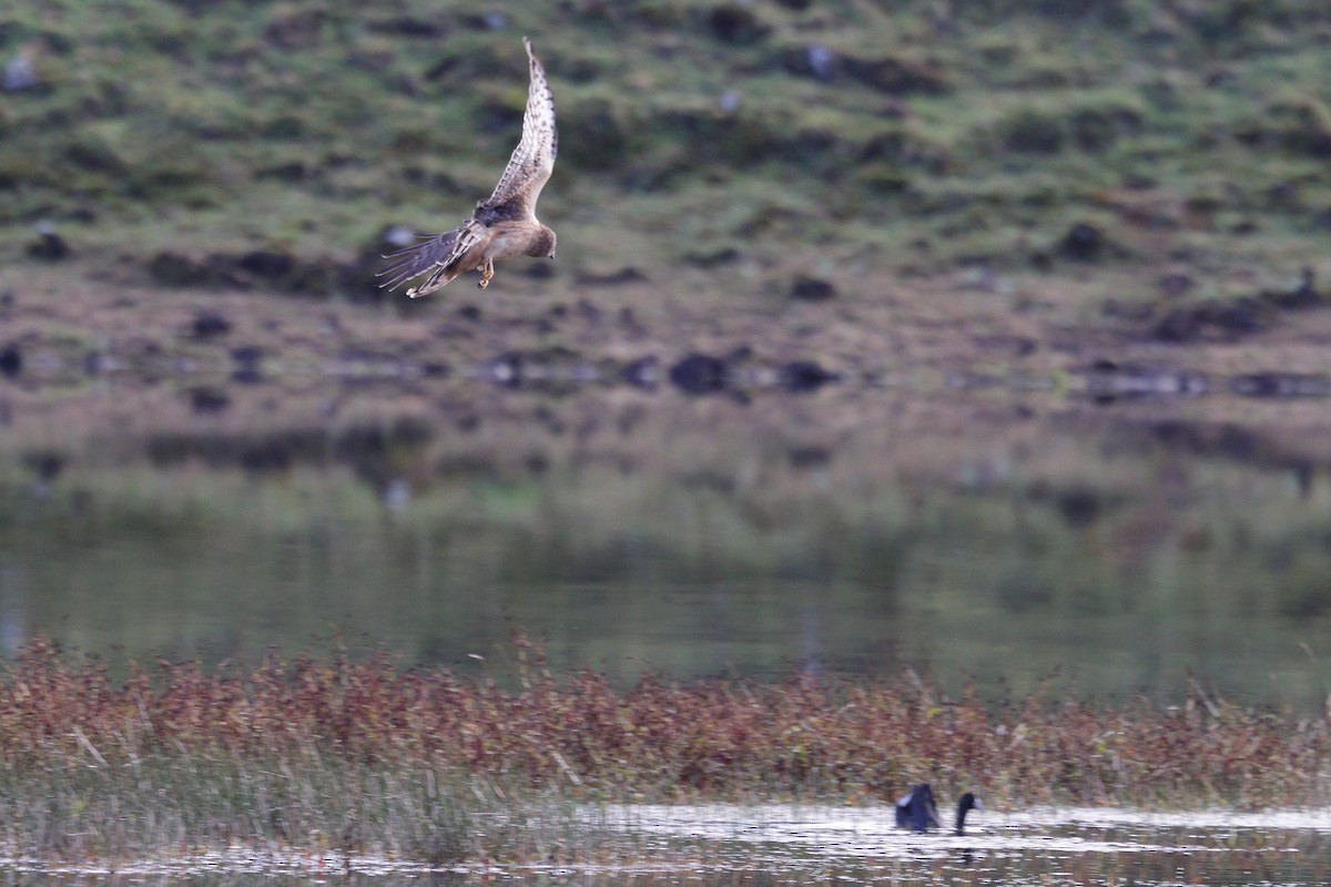 American Coot - ML645324050