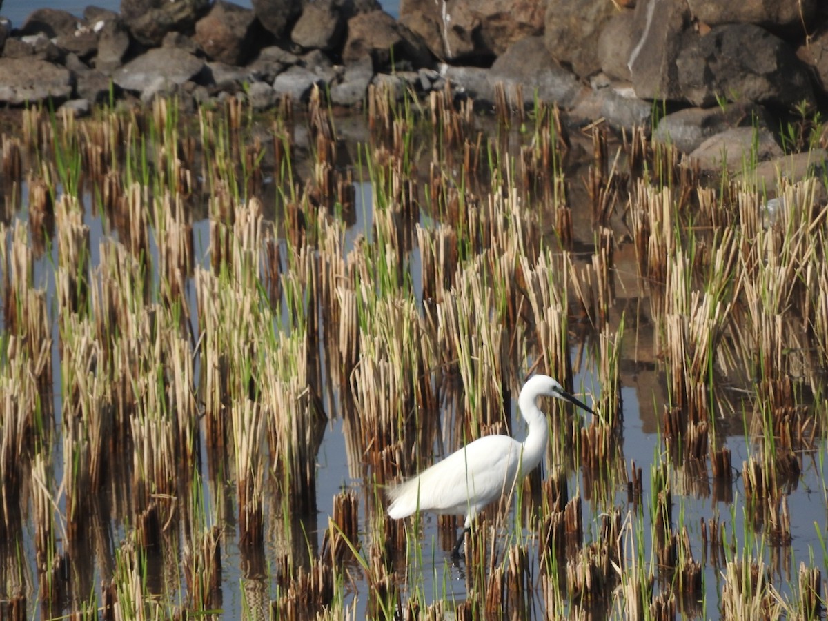 silkehegre - ML645324062