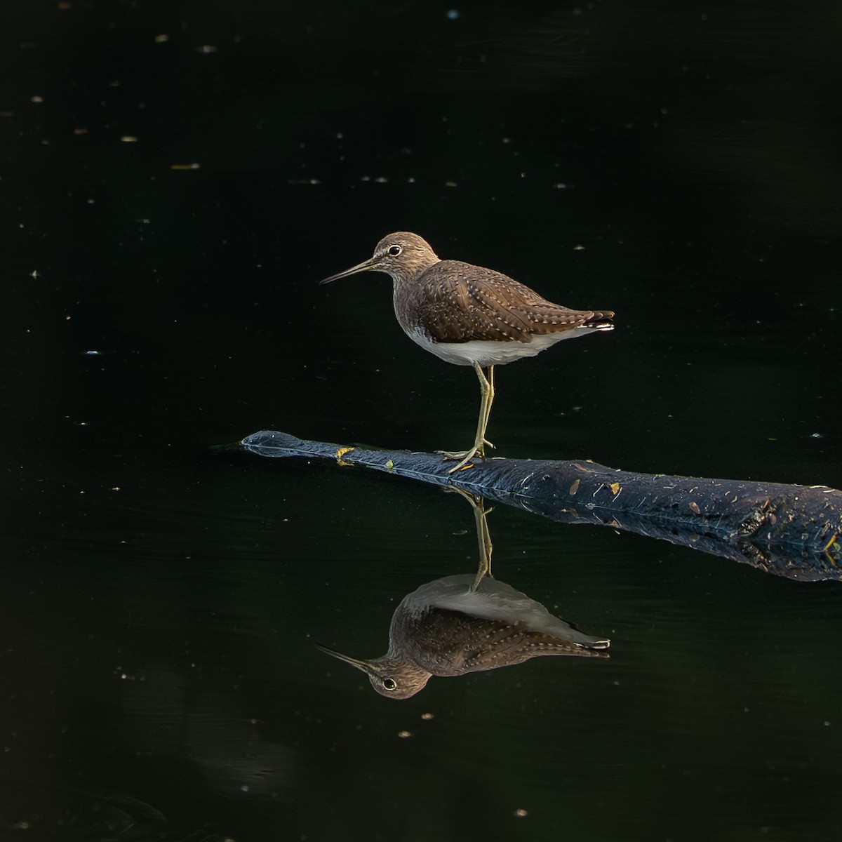 Green Sandpiper - ML645324063