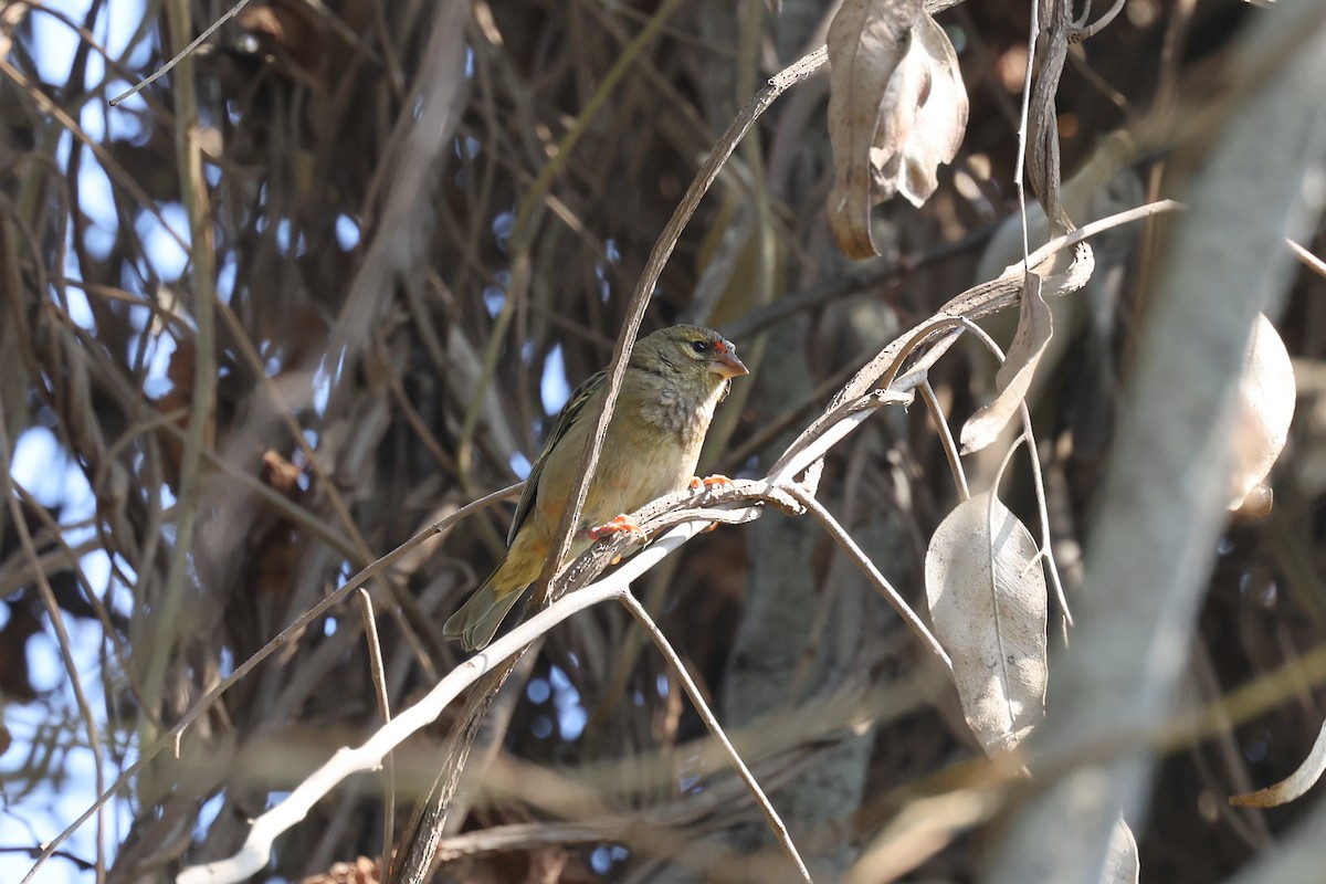 Red Fody - ML645324064