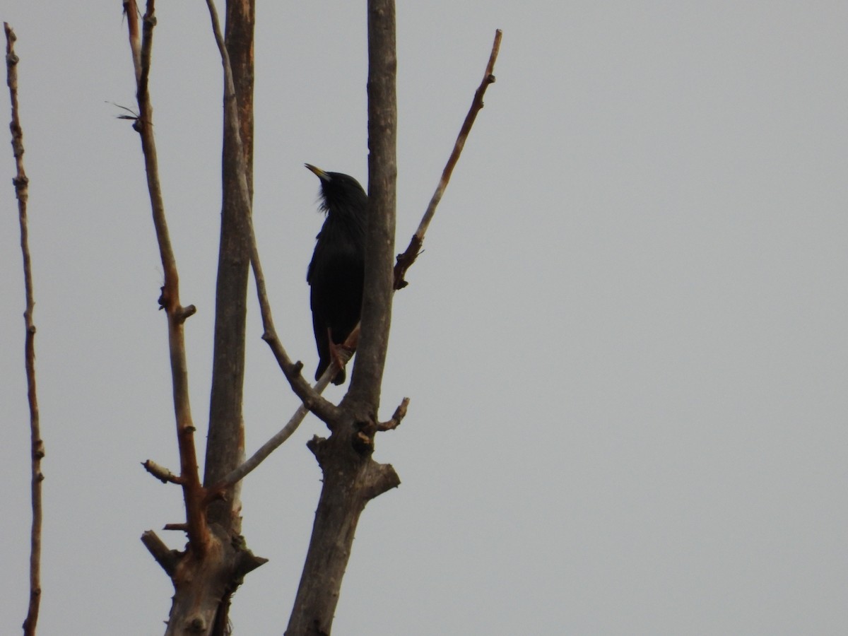 Spotless Starling - ML645324071