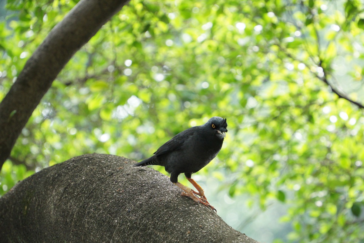 Crested Myna - ML645324088