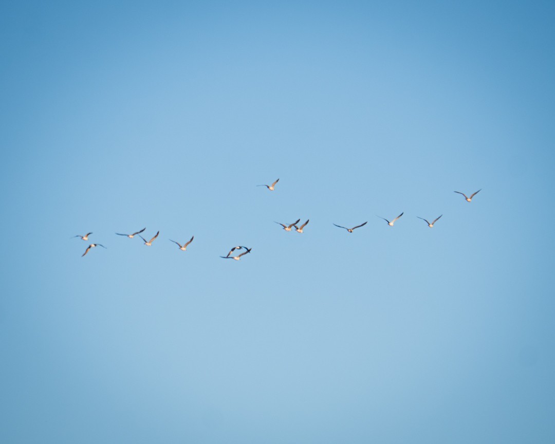 Kelp Gull - ML645324089