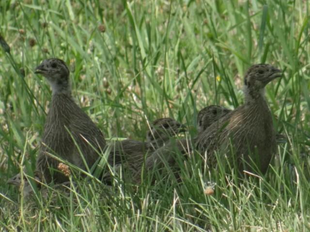 Starna - ML645324094