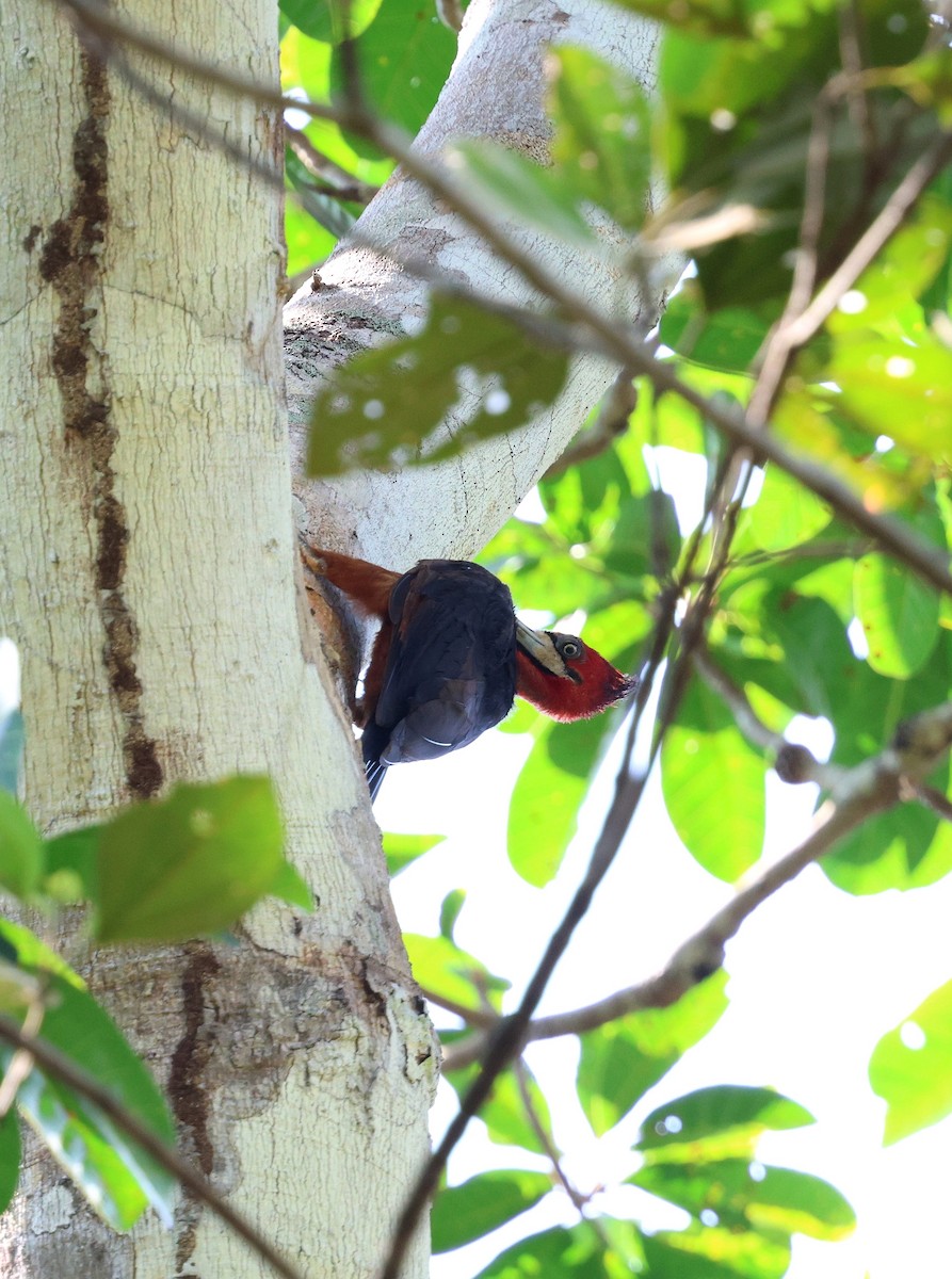 Red-necked Woodpecker - ML645324097