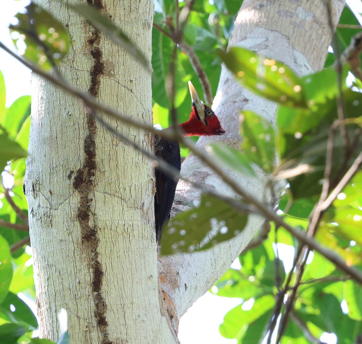 Red-necked Woodpecker - ML645324098