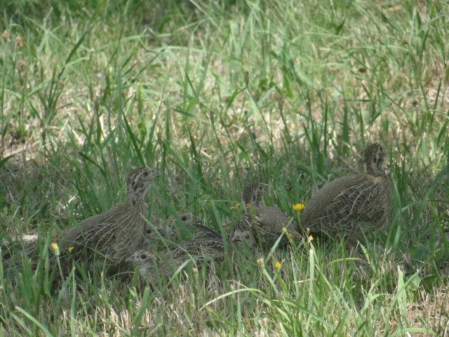 Starna - ML645324108