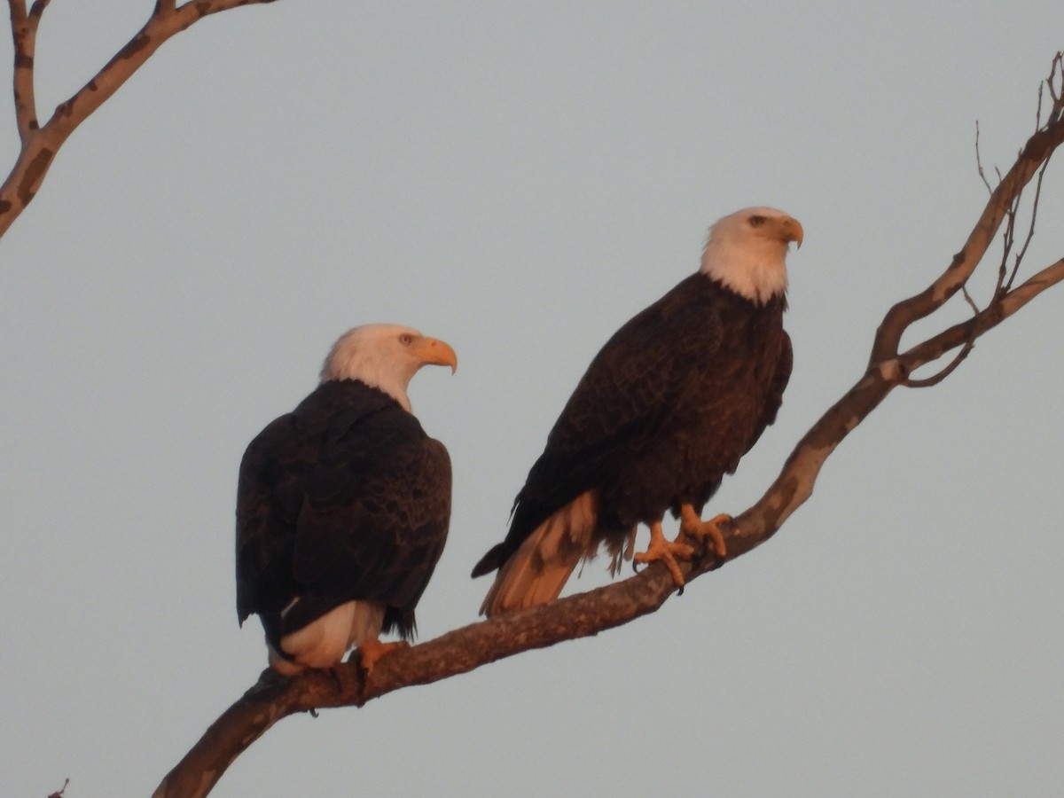 Pygargue à tête blanche - ML645324114