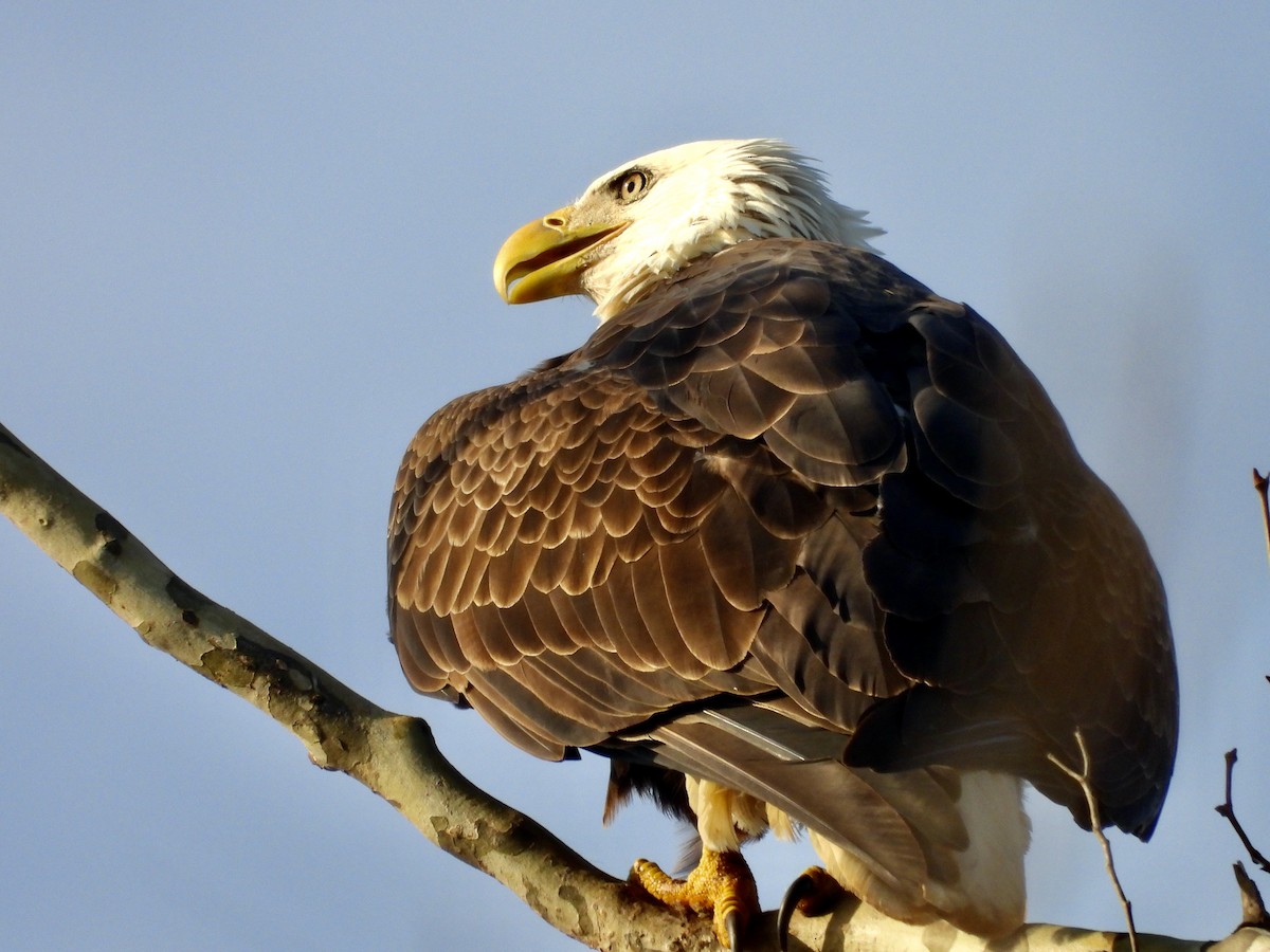 Pygargue à tête blanche - ML645324119