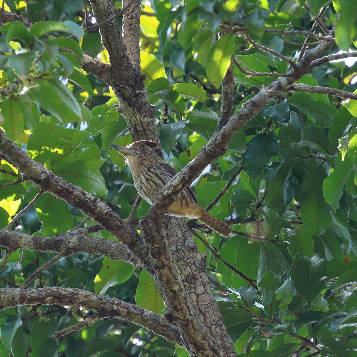 Buco Estriado Occidental - ML645324124