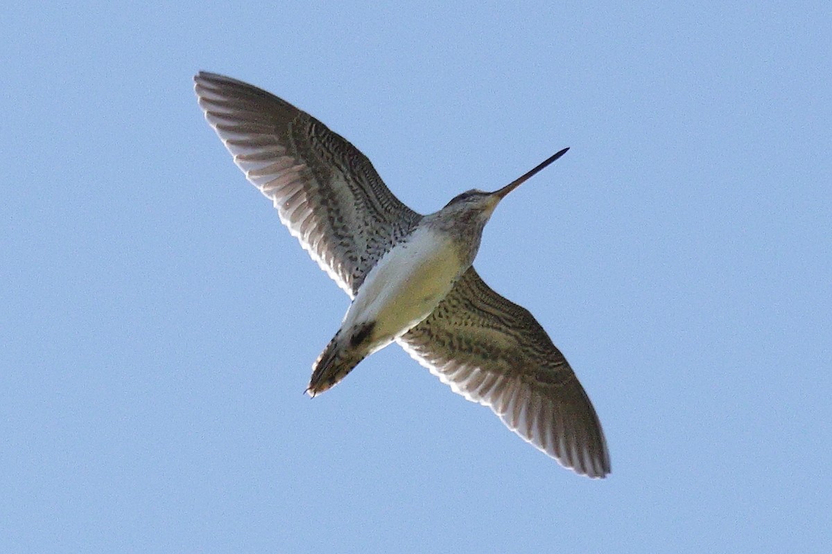 Common Snipe - ML645324147