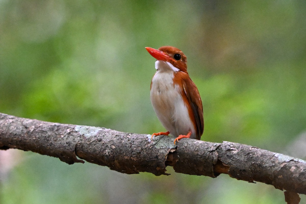 Madagascar Pygmy Kingfisher - ML645324148