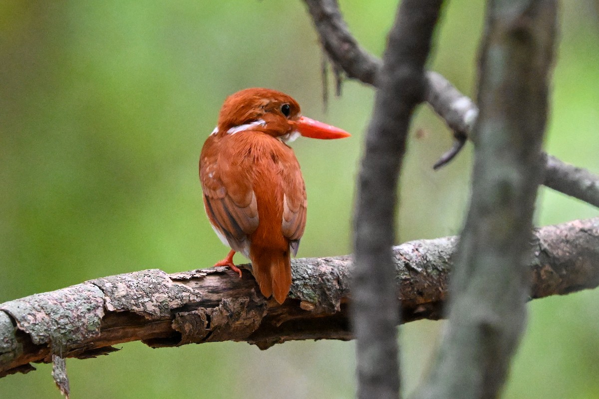 Madagascar Pygmy Kingfisher - ML645324149