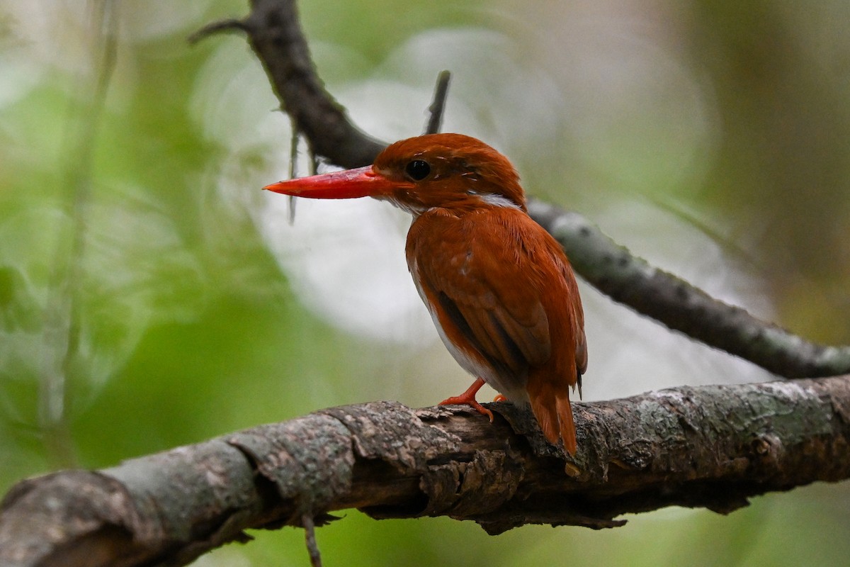 Madagascar Pygmy Kingfisher - ML645324150