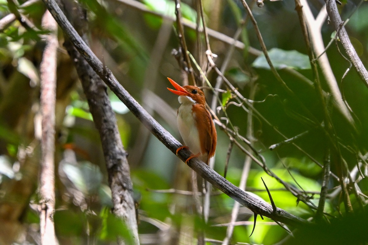 Madagascar Pygmy Kingfisher - ML645324151