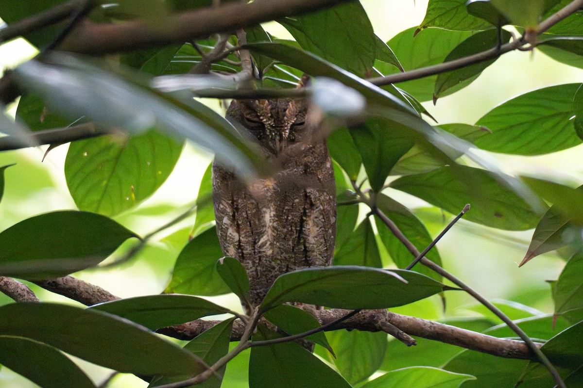 Oriental Scops-Owl - ML645324153