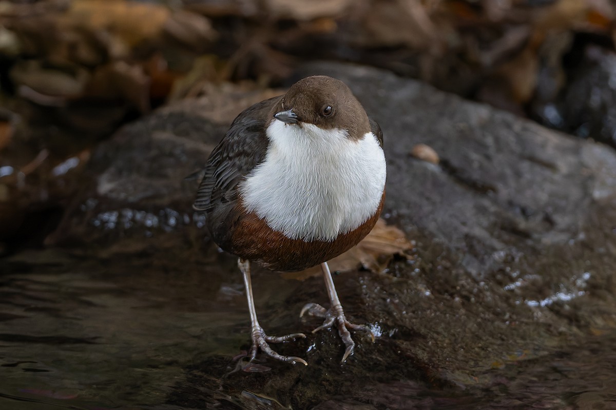 White-throated Dipper - ML645324154