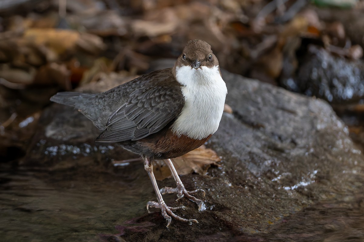 White-throated Dipper - ML645324155