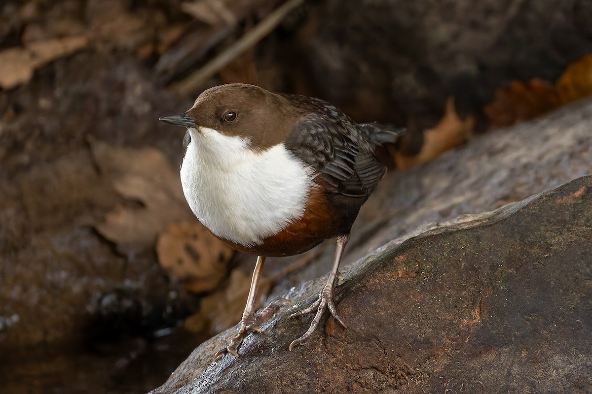 White-throated Dipper - ML645324156