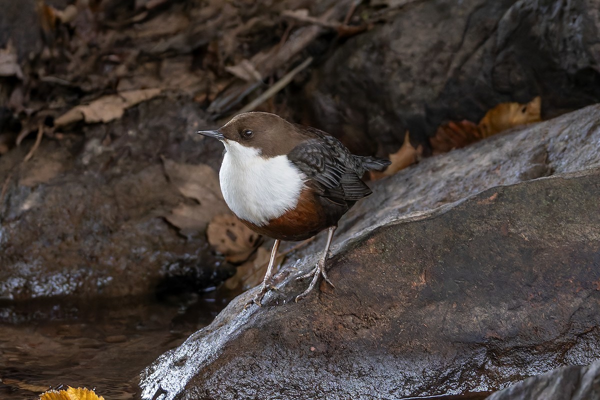 White-throated Dipper - ML645324157