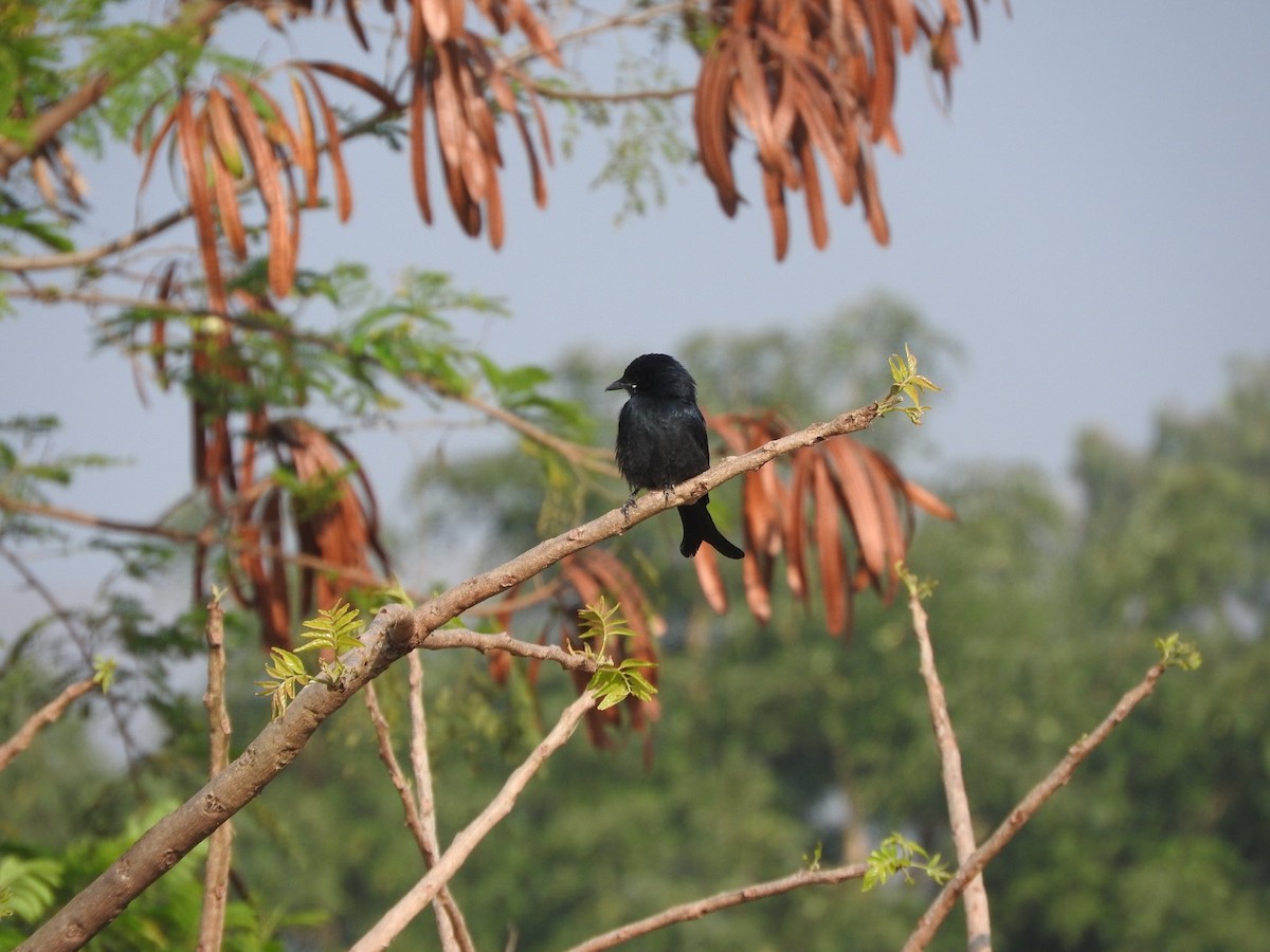 Black Drongo - ML645324158