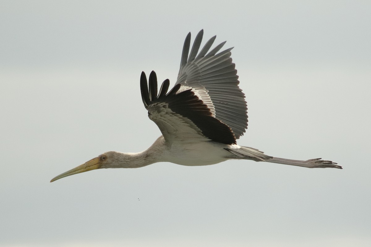 Yellow-billed Stork - ML645324162