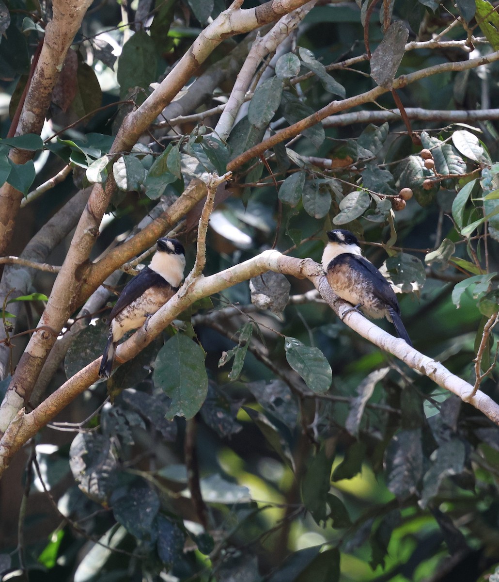 Brown-banded Puffbird - ML645324164