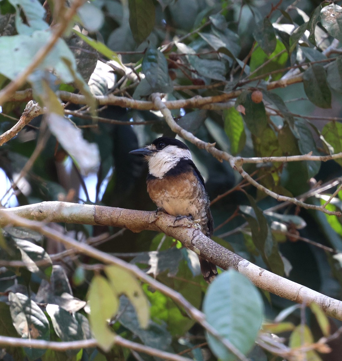 Brown-banded Puffbird - ML645324165