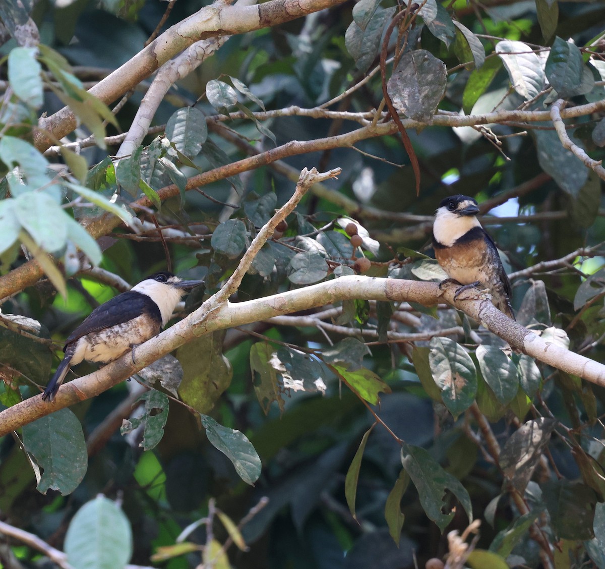 Brown-banded Puffbird - ML645324166