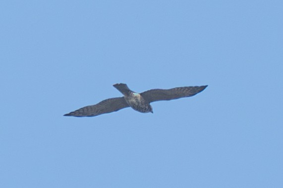 Eurasian Kestrel - ML645324167