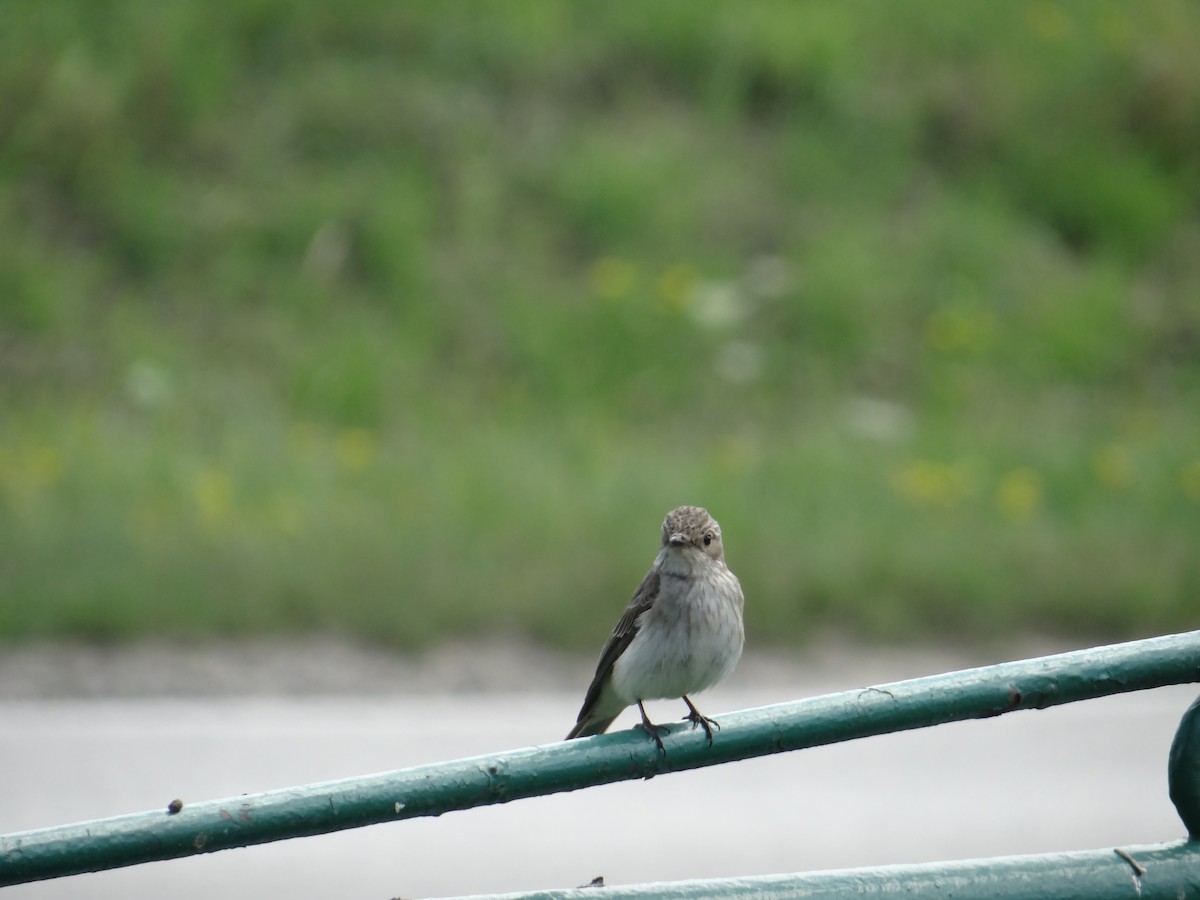 Spotted Flycatcher - ML645324168