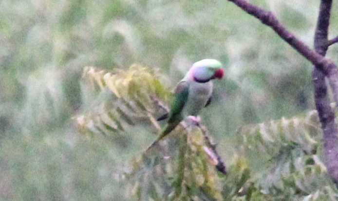 Alexandrine Parakeet - ML645324169