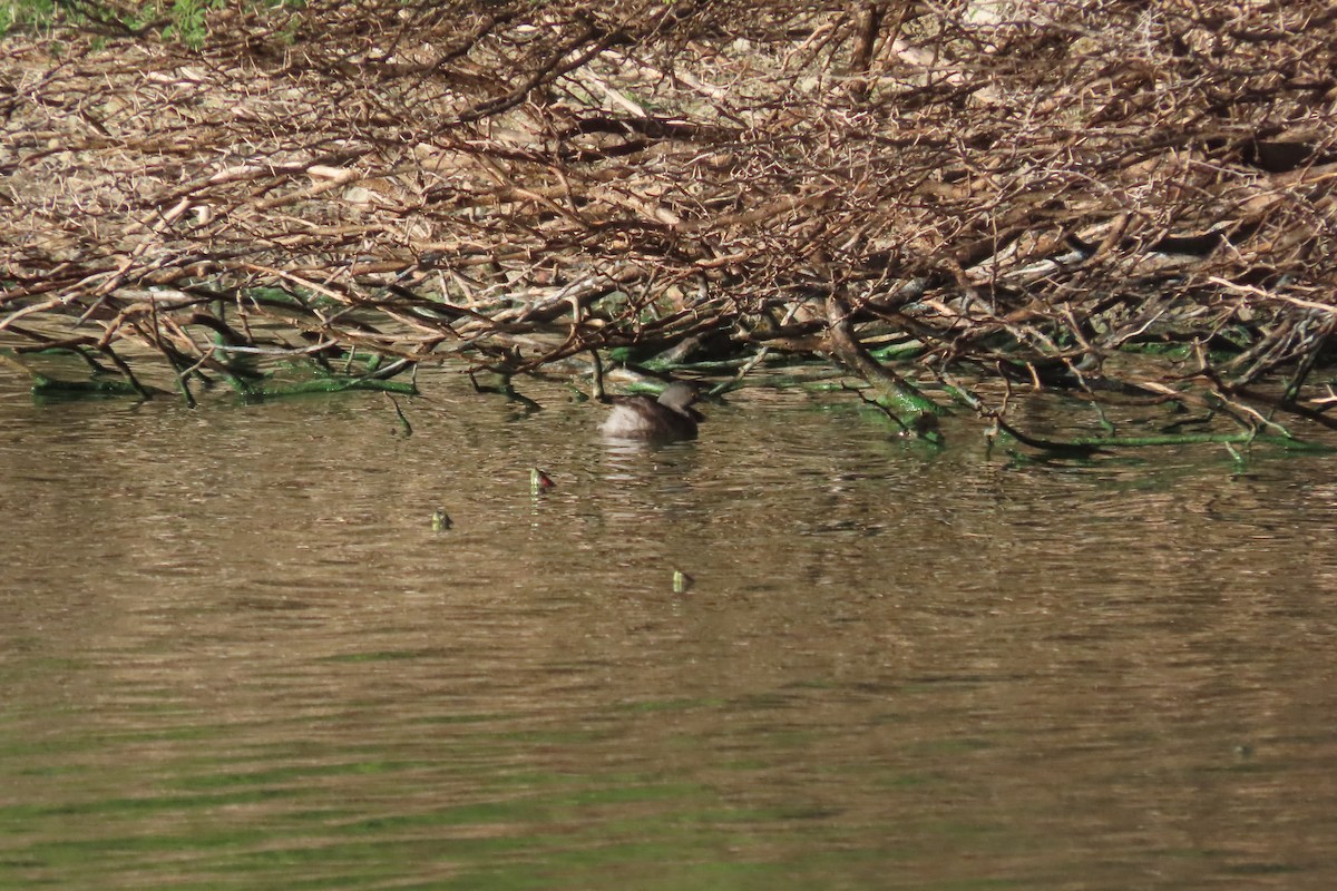 Least Grebe - ML645324170