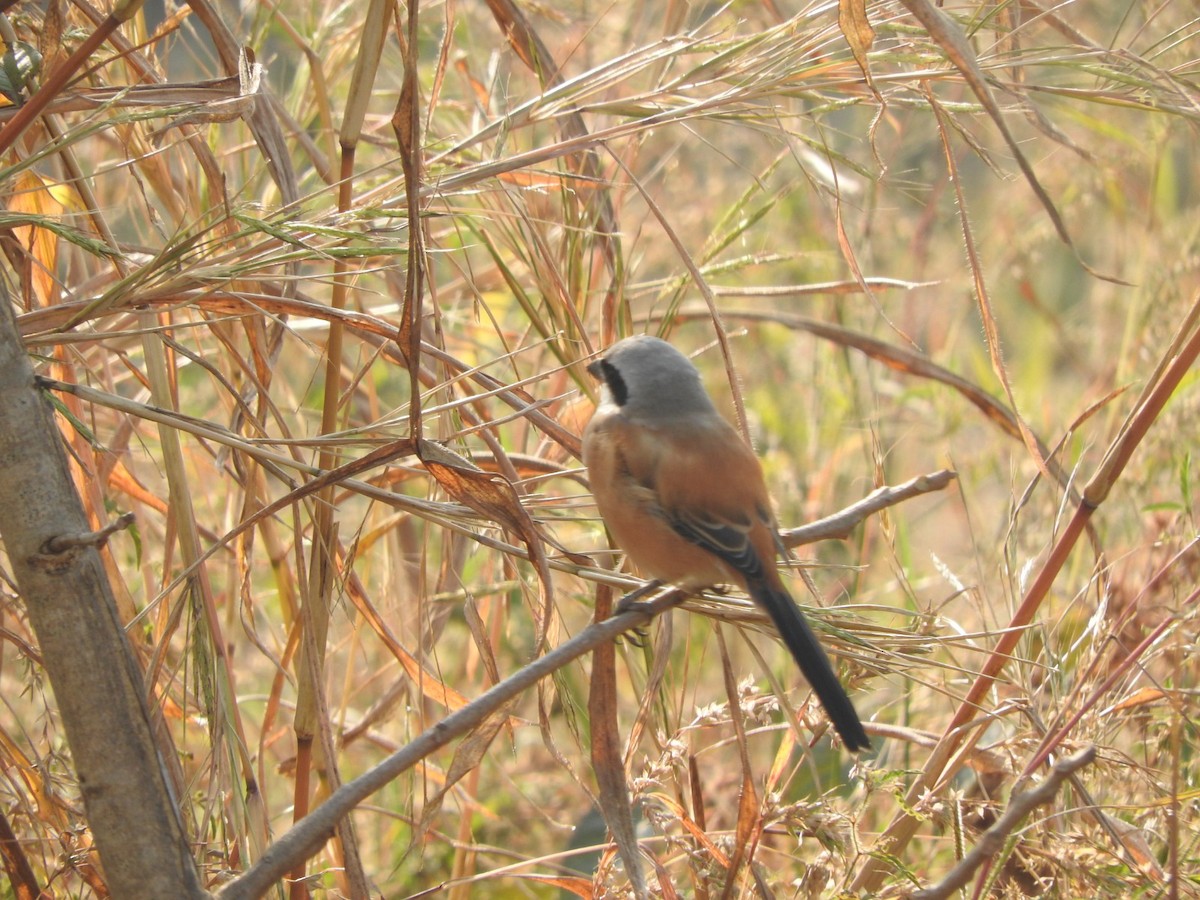 Long-tailed Shrike - ML645324171