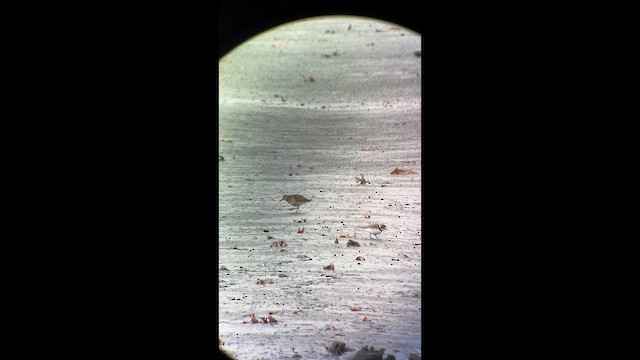 Sharp-tailed Sandpiper - ML645324173