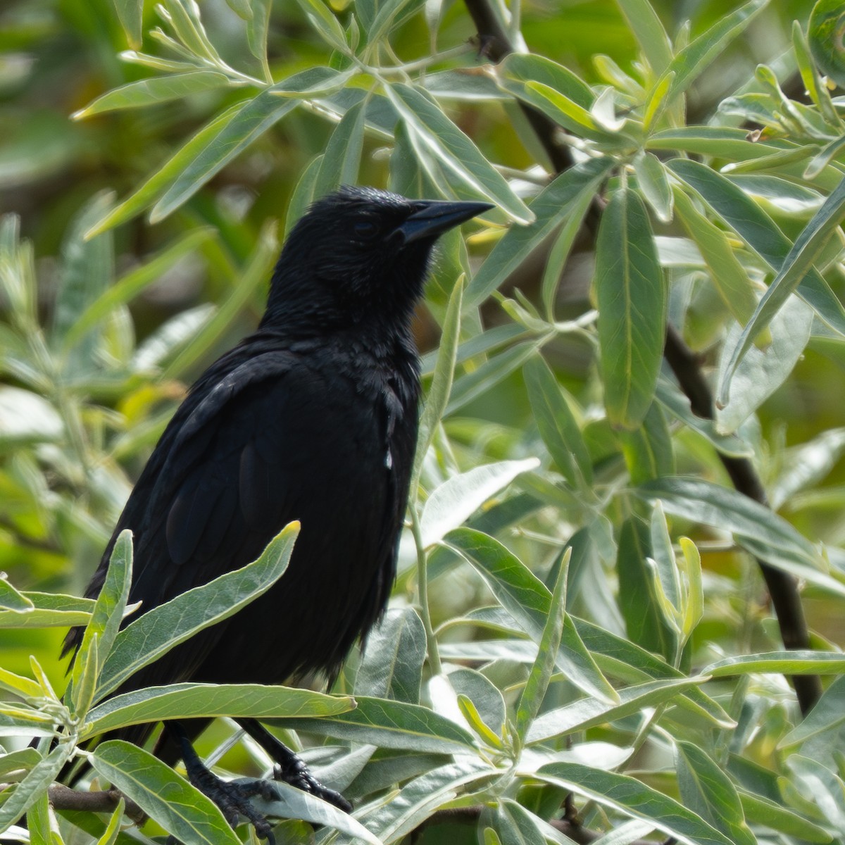Austral Blackbird - ML645324174