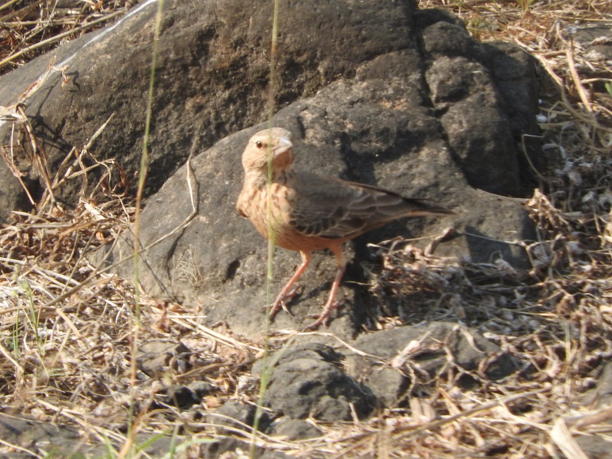 Rufous-tailed Lark - ML645324178