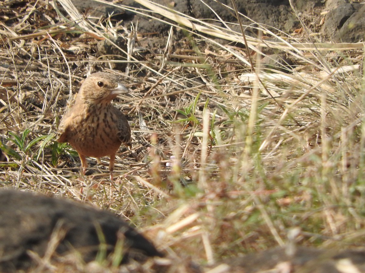 Rufous-tailed Lark - ML645324179
