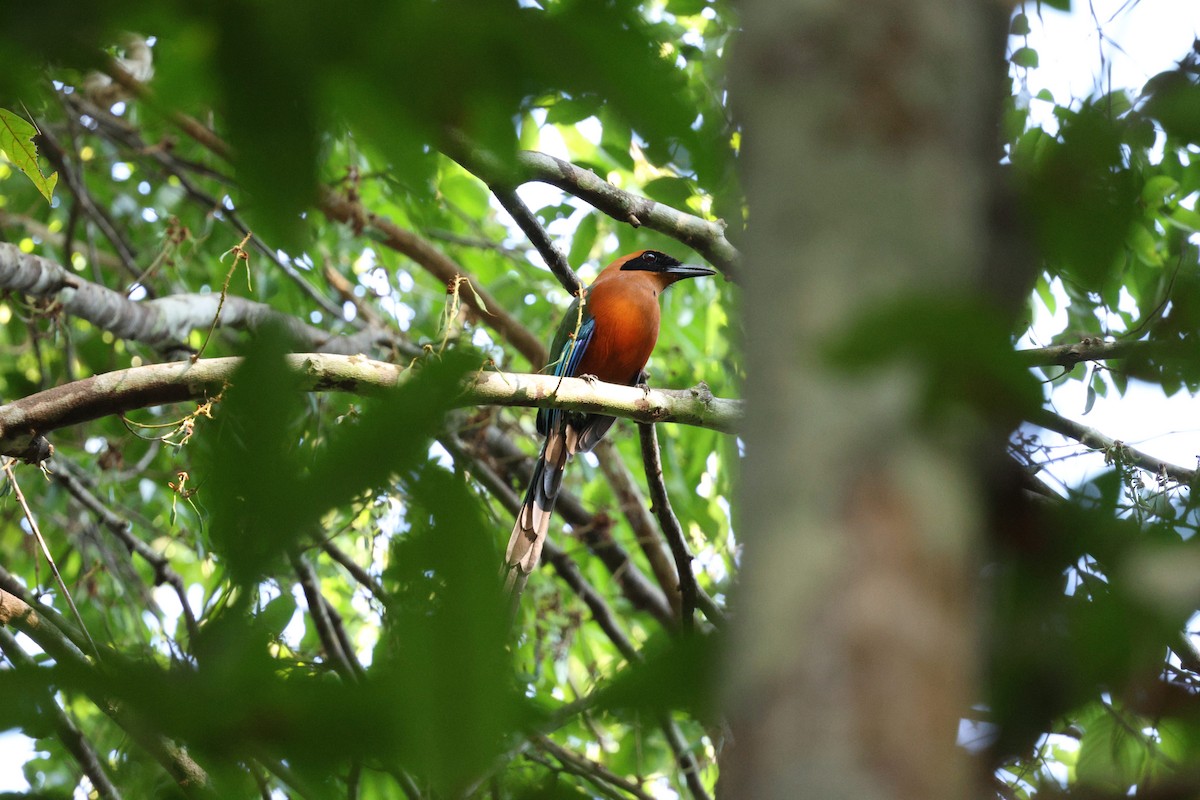 Rufous Motmot - ML645324180
