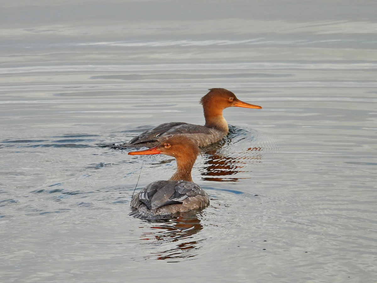 Red-breasted Merganser - ML645324181