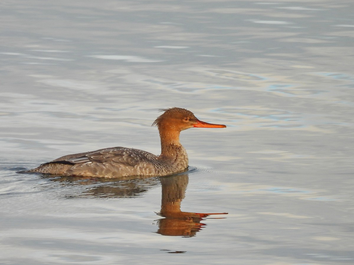 Red-breasted Merganser - ML645324183