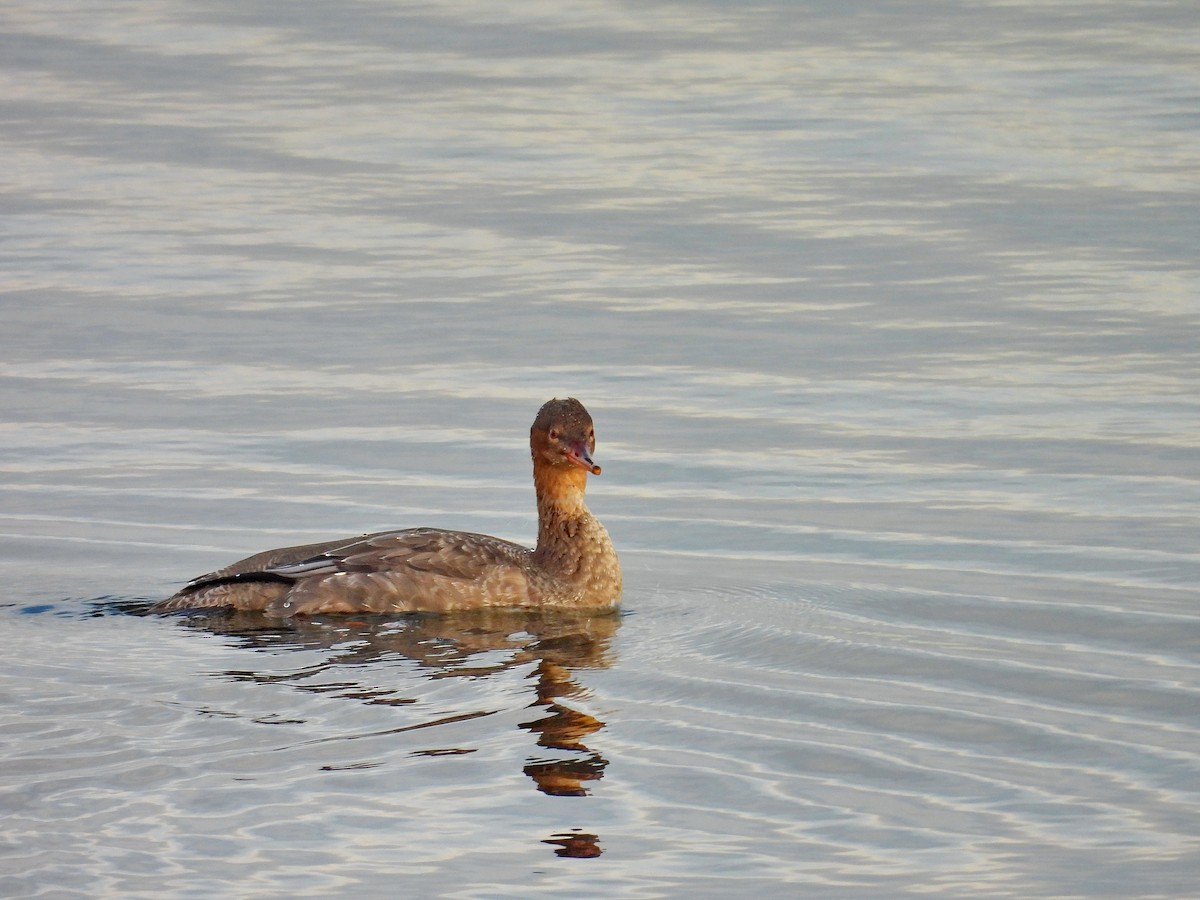 Red-breasted Merganser - ML645324185
