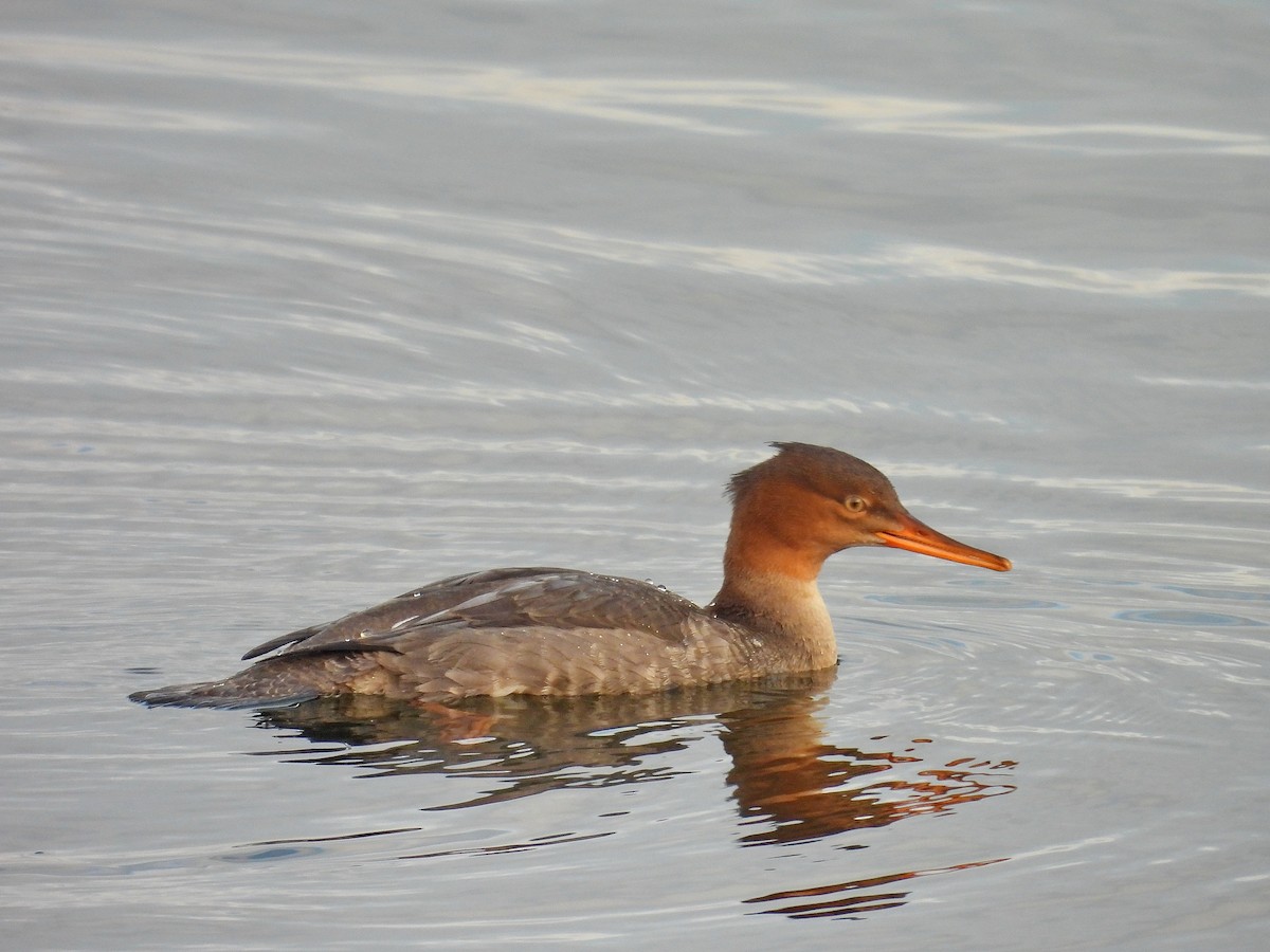 Red-breasted Merganser - ML645324186