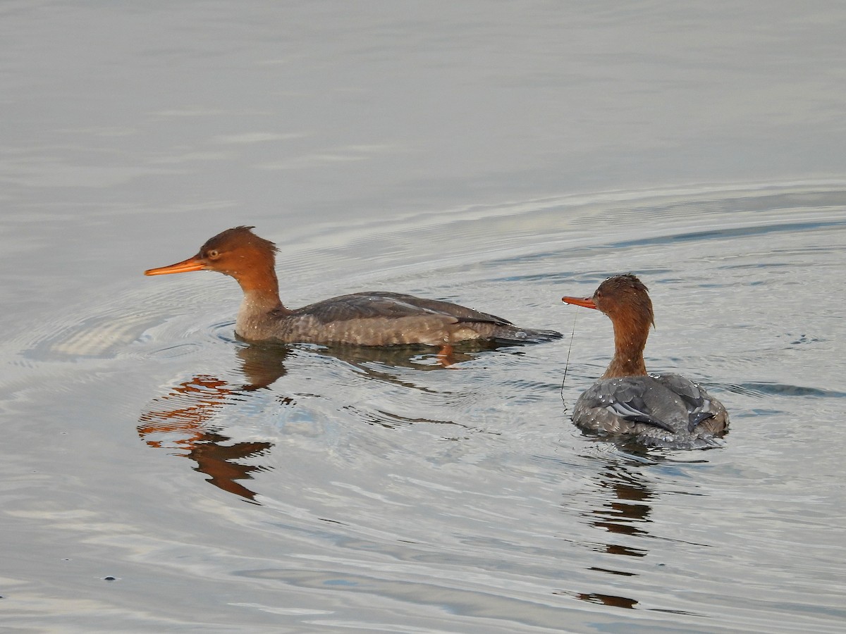 Red-breasted Merganser - ML645324187