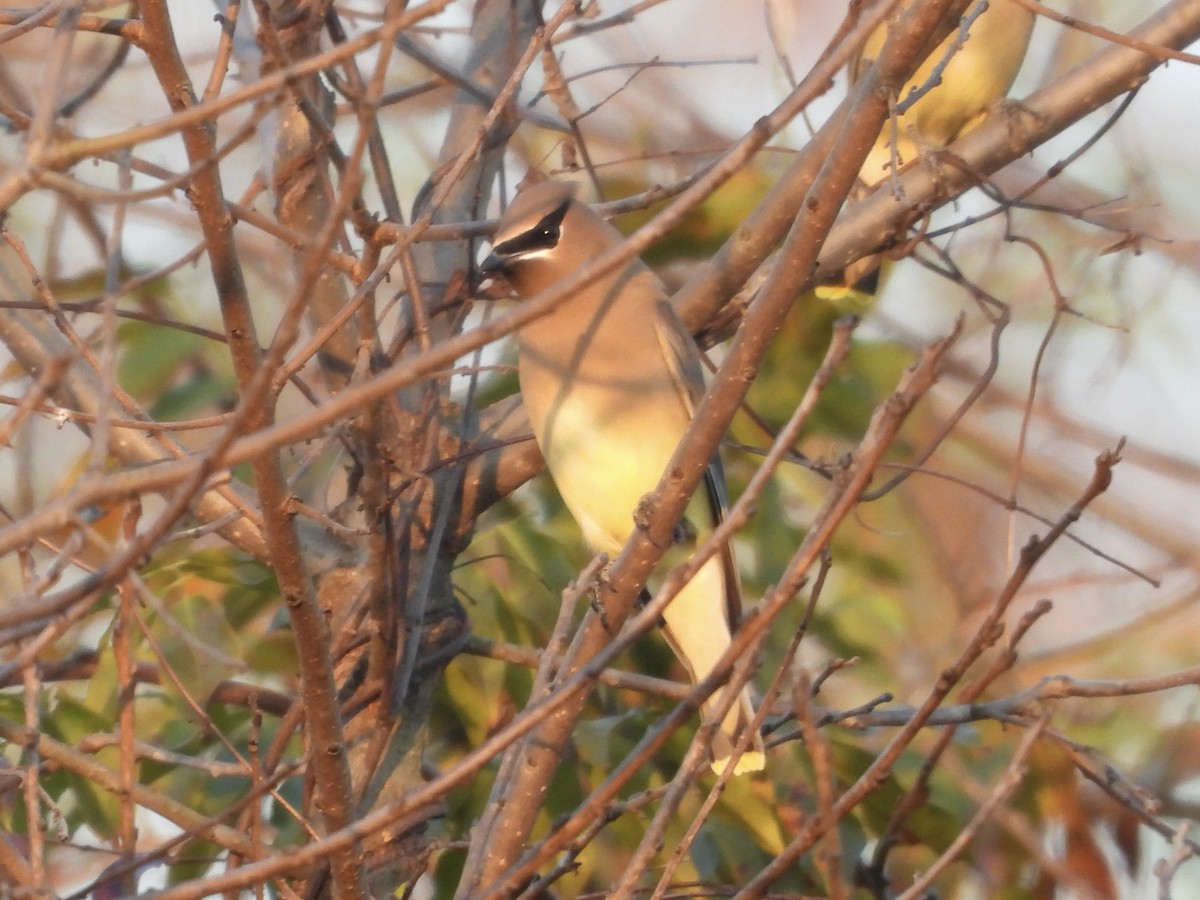 Cedar Waxwing - ML645324188